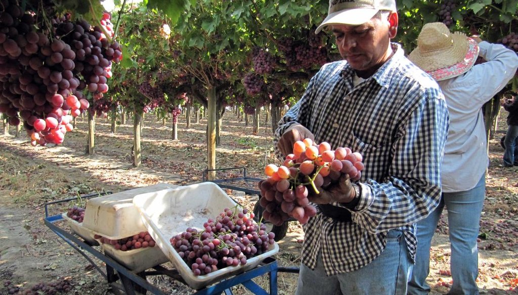 Benjamin Reynosa, a legal U.S. resident, picks grapes near Fowler, Calif. AP file photo.