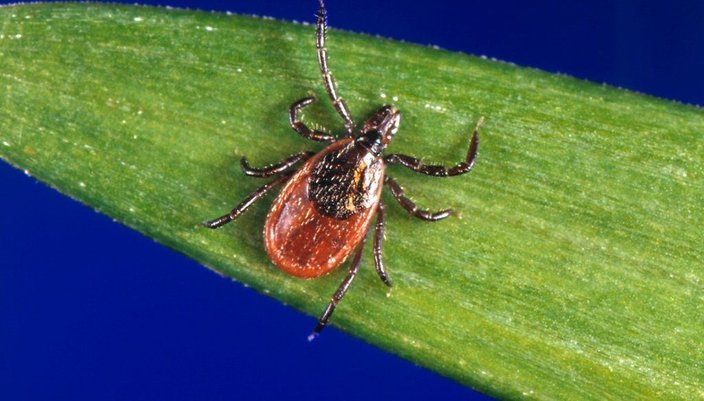Photo of a blacklegged tick — also known as a deer tick. (CDC via AP)