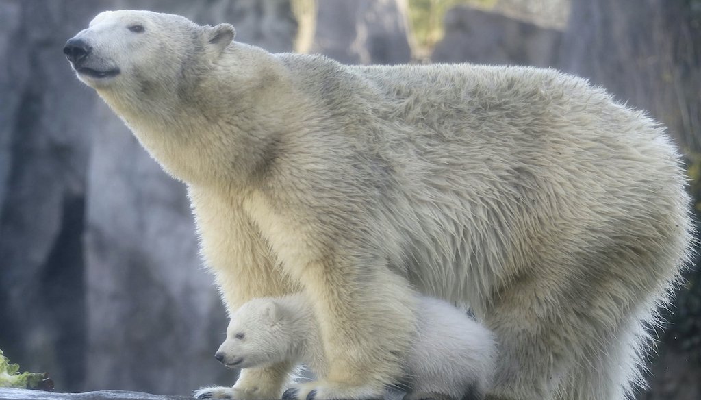 A polar bear baby walks with its mother Nora through the enclosure at the Schoenbrunn zoo in Vienna, Austria, Thursday Feb. 13, 2020. (AP)
