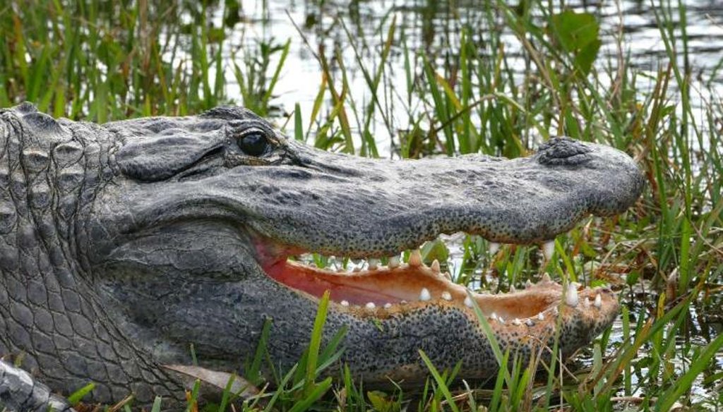 An American alligator shows off it's teeth as it basks in the sun along the Shark Valley tram road in Everglades National Park. (Scott Keeler/Tampa Bay Times)