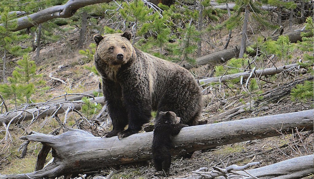 Esta foto de archivo proporcionada por el Servicio Geológico de Estados Unidos muestra un oso pardo y un cachorro a lo largo del río Gibbon en el Parque Nacional de Yellowstone, Wyoming, el 29 de abril de 2019. (AP)