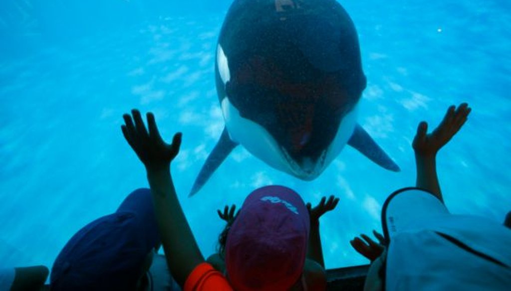 SeaWorld San Diego visitors get a closeup view of an orca through a window at the park on Aug. 14, 2014. 