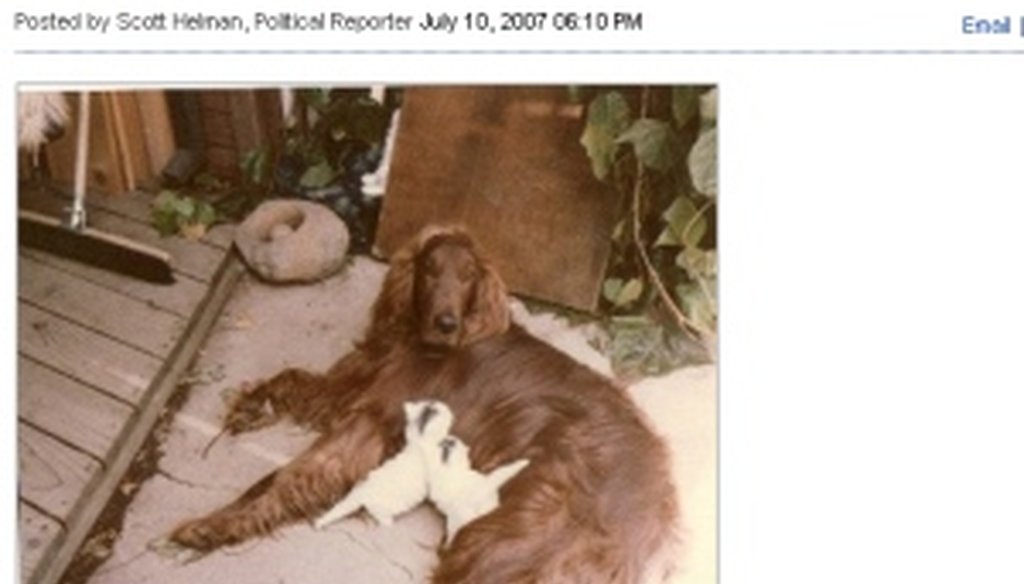 The Boston Globe broke the story of Seamus and his reported fondness for the rooftop of the Romney station wagon.