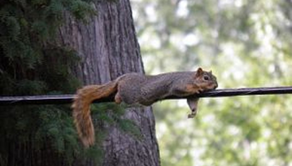 Statistics show squirrels cause about as many blackouts as planned outages.