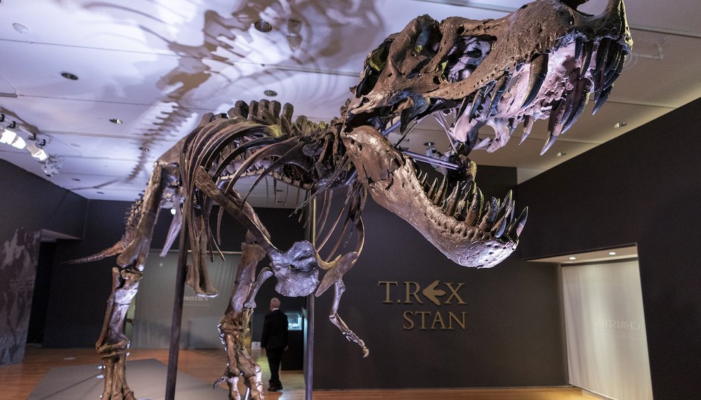 Stan, one of the largest and most complete Tyrannosaurus rex fossil discovered, is on display, Tuesday, Sept. 15, 2020, at Christie's in New York. (AP)
