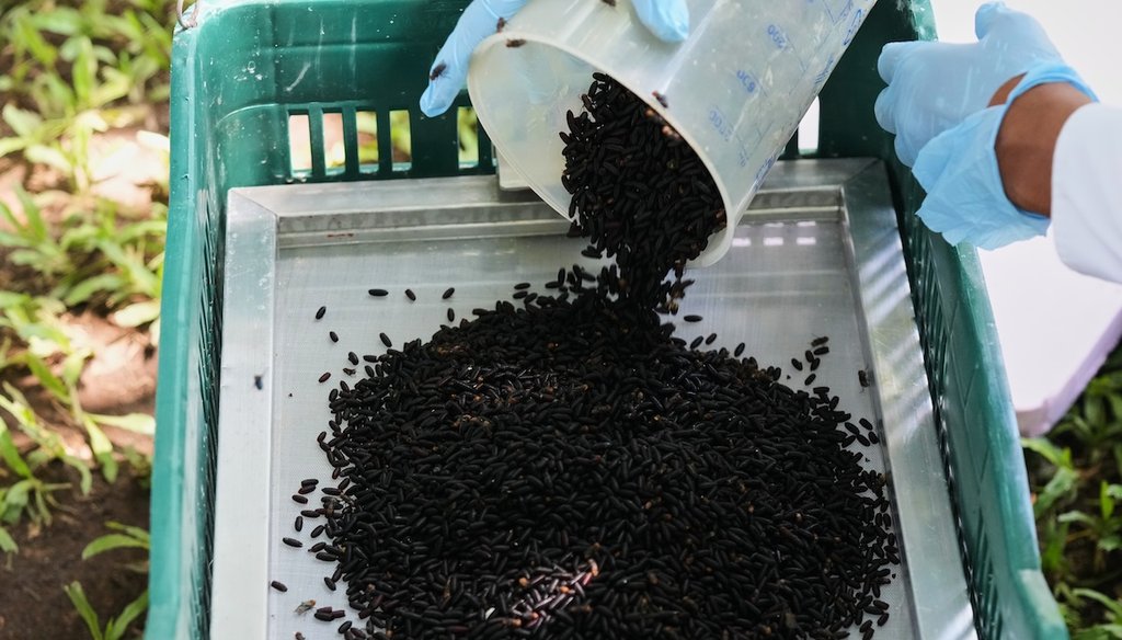 A technician spreads sterilized screwworm flies for release as part of the Mexican government's fight to stop the spread of the New World Screwworm that poses a threat to livestock in Metapa de Domínguez, Mexico, Oct. 17, 2025. (AP)