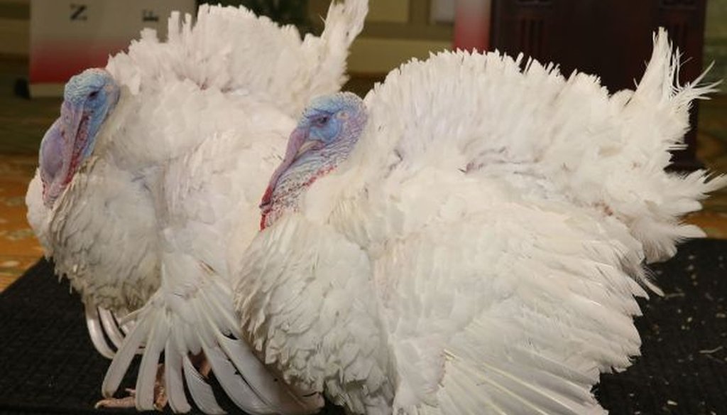 Two turkeys participate in a media availability ahead of being "pardoned" by President Barack Obama at the White House on Nov. 24, 2015. (Mark Wilson/Getty Images)