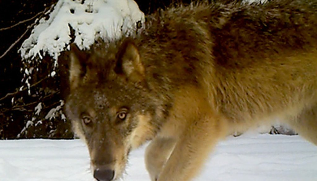 A gray wolf hunts near Chewelah, Wash. (Washington Department of Fish & Wildlife/TNS).