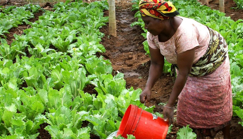 A Tanzanian woman waters her crops. (Photo courtesy of USAID)