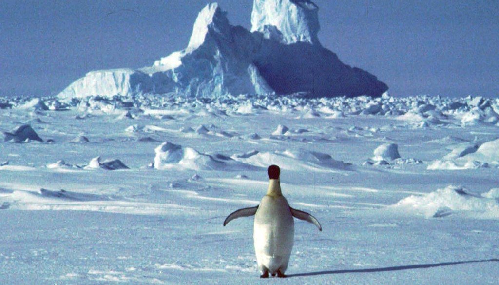 A lonely penguin appears in Antarctica during the southern hemisphere’s summer season. (AP)