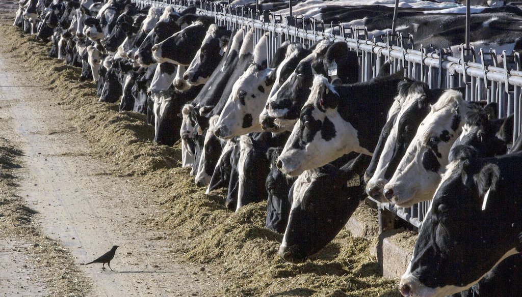 At least 58 dairy herds in nine U.S. states though May 24 have had outbreaks of the bird flu, also known as H5N1, the Centers for Disease Control and Prevention said. (AP)