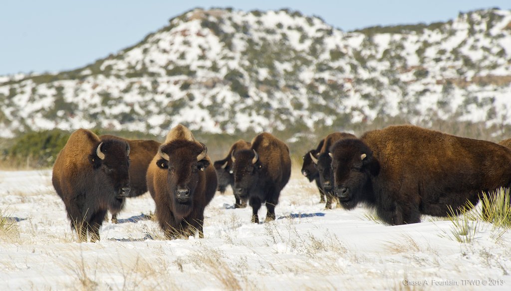 Bison, including these at Caprock Canyons State Park, have ‘a matriarchal society,’ said park superintendent Donald Beard. (Chase A. Fountain photo/Texas Parks and Wildlife Department)