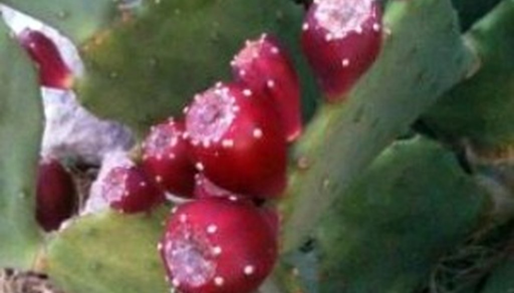 Cactus fruit near an Austin mailbox.