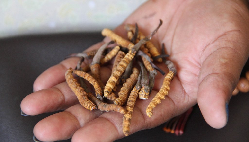 A Nepali woman holds caterpillars infected by Ophiocordyceps sinensis, or caterpillar fungus. (Shutterstock)