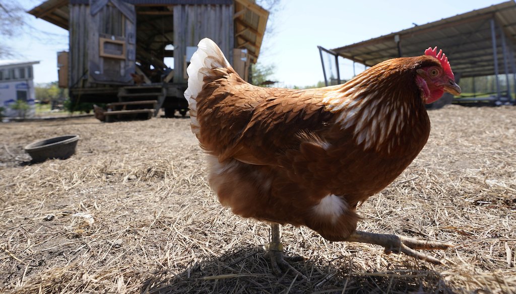 A chicken walks past the mobile chicken coop on the farm of Jim Medeiros on April 20, 2022, in Wilsons, Va. (AP)