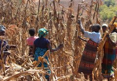 In Tanzania, Clinton Foundation trades on maize and beans, not name