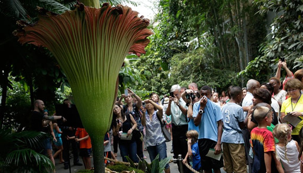 U.S. Botanic Garden visitors marvel at the titan arum, or corpse flower, as it blooms in Washington on July 22, 2013. (Getty Images)