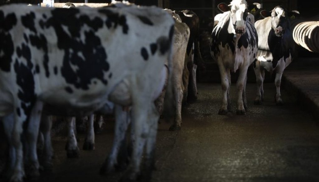 Dairy producers in New York fear the worst over a trade dispute with Canada. (Mark Mulville/Buffalo News)