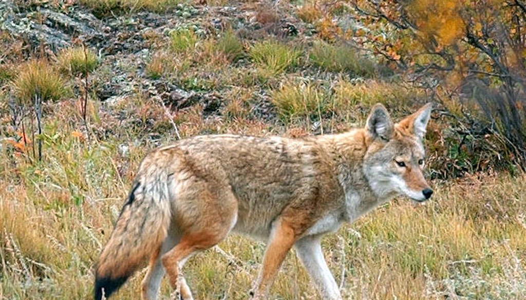 Did a wildlife agency import coyotes into the state? No, and as it turns out, coyotes are not even very effective deer hunters.