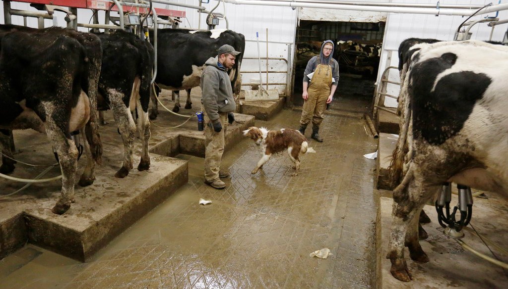 Michael Dodd and hired hand Derek Scott milk 60 head of cows in a new milking parlor near Pickett, Wis., Wednesday November 14, 2018. (Joe Sienkiewicz/USA Today NETWORK-Wisconsin)