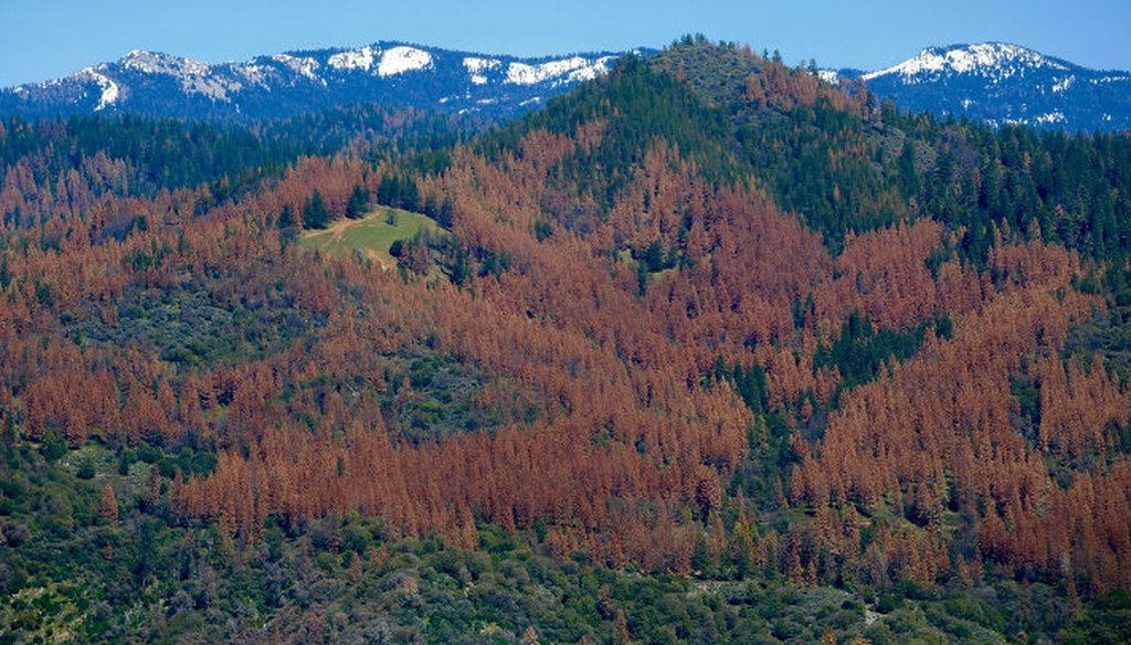 More than 100 million trees have died in California's forests due to drought and bark beetle infestations since 2010. Photo / U.S. Forest Service