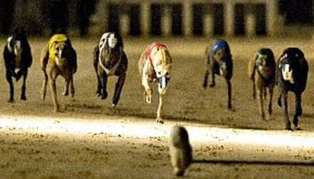 Does Florida have more dog-racing tracks than any other state?