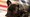 Can dogs and other pets legally be placed in overhead bins on U.S. air flights? (Associated Press)