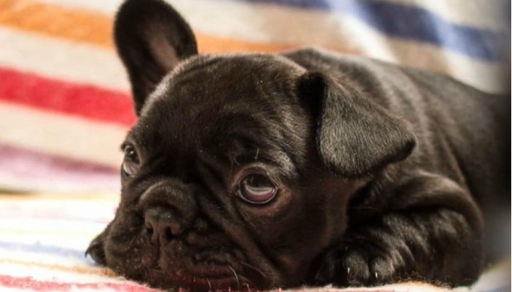 Can dogs and other pets legally be placed in overhead bins on U.S. air flights? (Associated Press)