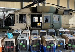 Crated dogs in Kabul airport photo didn’t belong to US military. What’s going on?