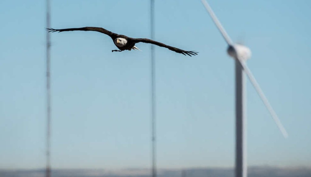 Researchers use trained eagles to develop radar and other methods to reduce bird deaths from wind turbines. (NREL)