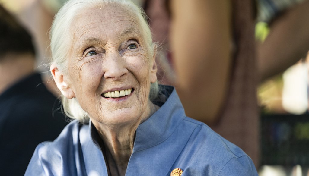 Jane Goodall before speaking at the University of Montana President's Lecture Series on the UM campus in Missoula, Mont., on June 26, 2022. (Tommy Martino/Associated Press)