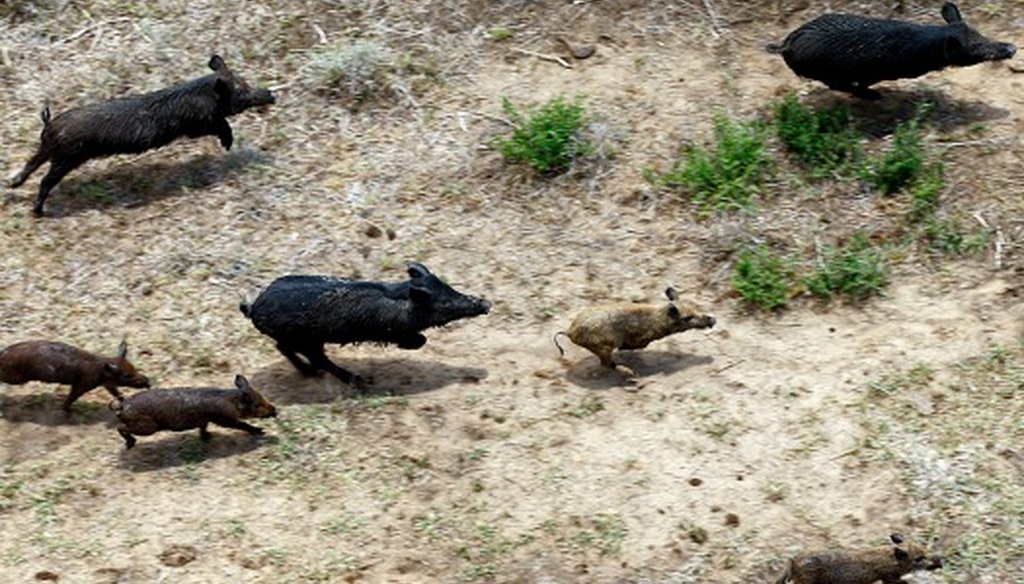Feral hogs runs through a farm in Atascosa County, Thursday, June 23, 2011. Joseph Meyers, of Flying J Services, is hired by farmers to eliminate the feral hog population and hunts them from his helicopter (Photo: Jerry Lara, San Antonio Express-News).