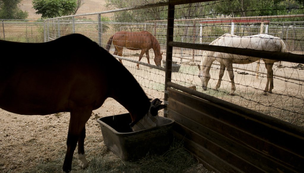 Rescued horses eat at the Red Bucket Equine Rescue in Chino Hills, California on July 10, 2014. (Associated Press)