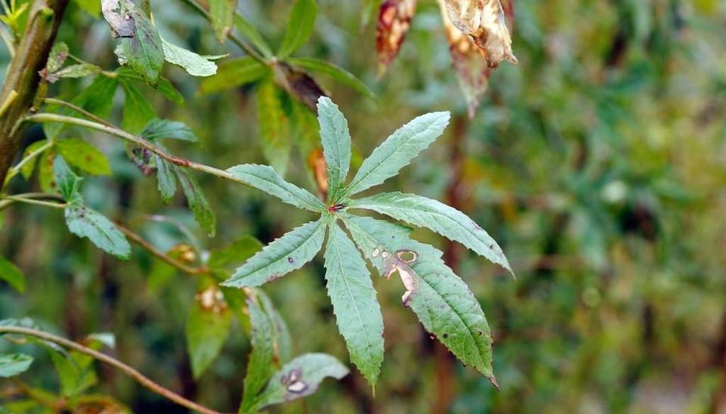 Kenaf, shown here growing in North Carolina, is a plant similar to hemp in both its appearance and industrial uses