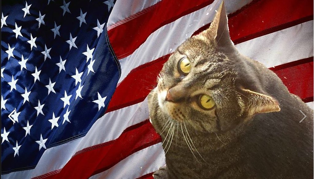 Limberbutt McCubbins, a five-year-old cat, is one of 468 individuals running for president in 2016. (via Facebook)