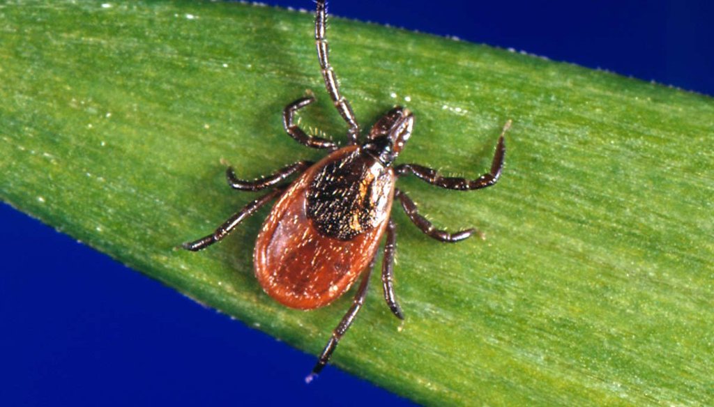 This undated photo from the U.S. Centers for Disease Control and Prevention shows a blacklegged tick, which is also known as a deer tick and carries Lyme disease. (AP)