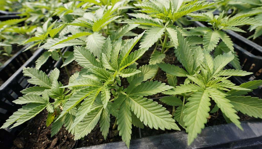 Marijuana plants for the adult recreational market are are seen in a greenhouse at Hepworth Farms in Milton, N.Y. (AP)