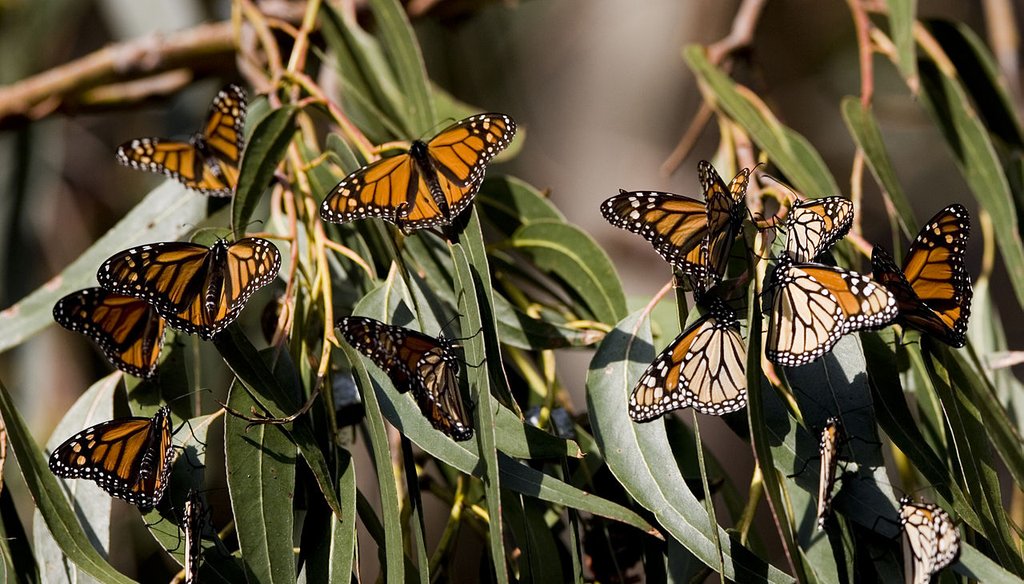 Monarch butterflies gather in Santa Cruz, Calif. Source: Wikimedia Commons