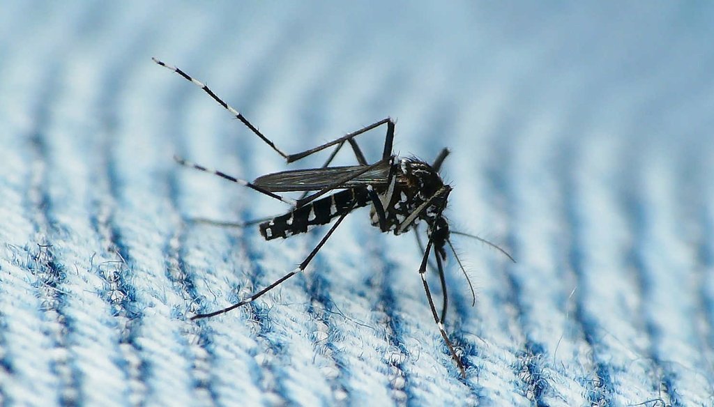 The Asian Tiger mosquito can transmit the Zika virus. (Flickr via creative commons)
