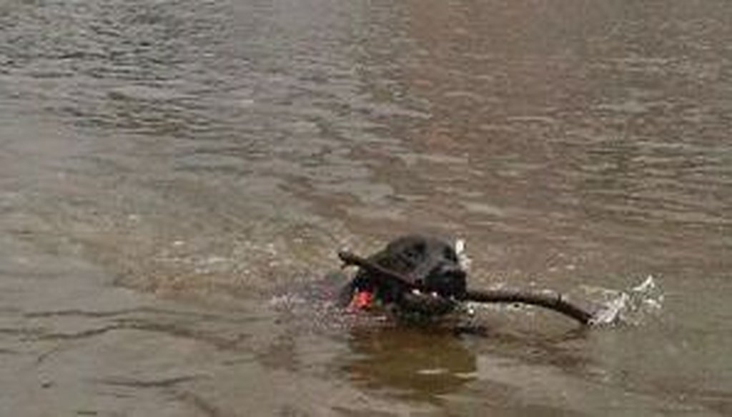 A photo of a dog swimming in Lady Bird Lake that Perry posted on Twitter