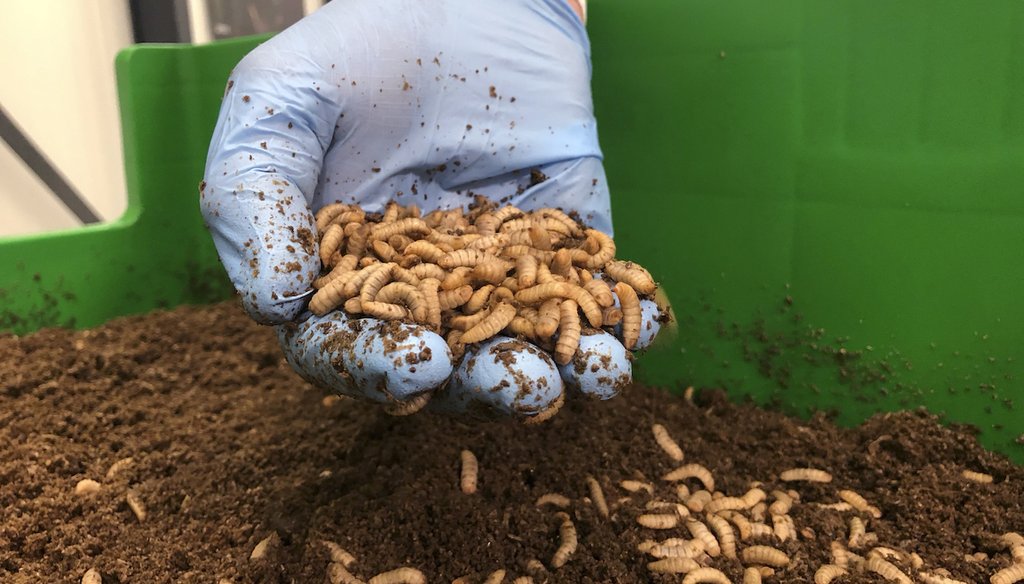 Kees Aarts, CEO of Dutch insect farming company Protix, inspects a tray of black soldier fly larvae at the company’s facility in Bergen Op Zoom, Netherlands, in 2021. (AP)