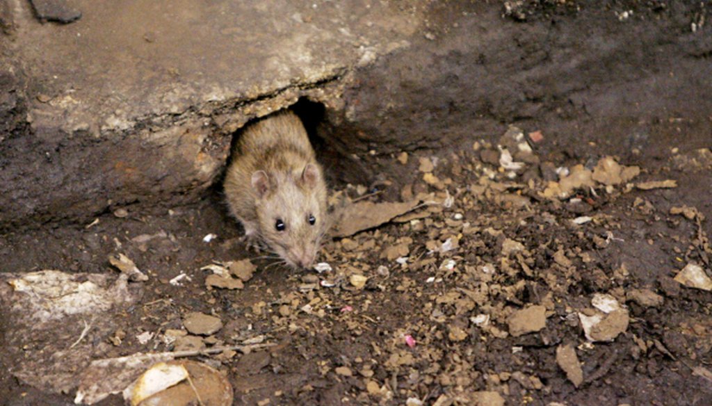 A rat comes briefly out of its hole at a subway stop in the Brooklyn borough of New York, before retreating at the arrival of the F train.