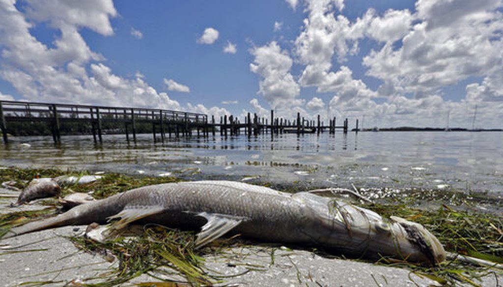 In this Aug. 6, 2018, file photo, a dead Snook lies dead due to red tide in Bradenton Beach, Fla. Florida is creating a public-private partnership to research how to control and alleviate red tide blooms. (AP)