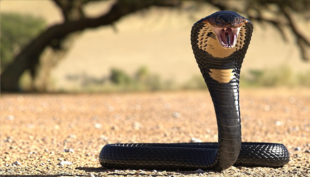A king cobra snake flashes its fangs. (Shutterstock)