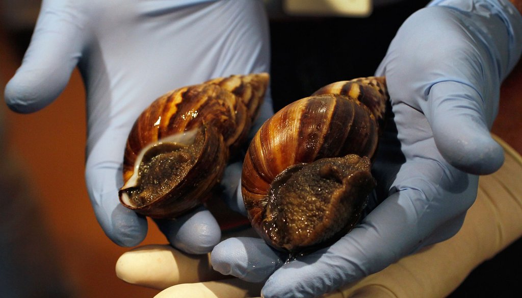 Officials rounded up giant African land snails in Miami-Dade County in September 2011. (Getty Images)