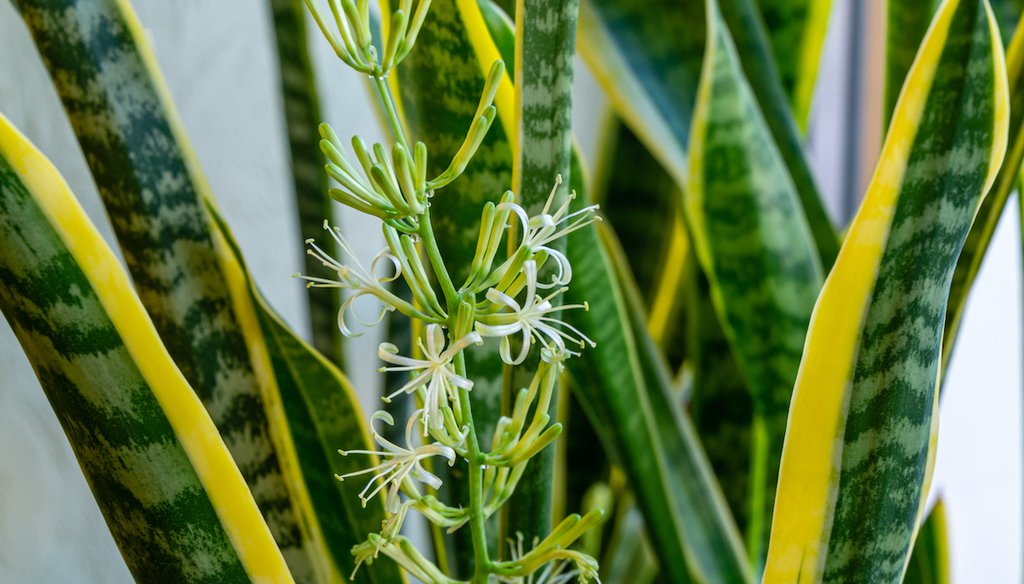 A close-up of the striped leaves and flower of Sansevieria trifasciata 'Laurentii,' or snake plant (Shutterstock).