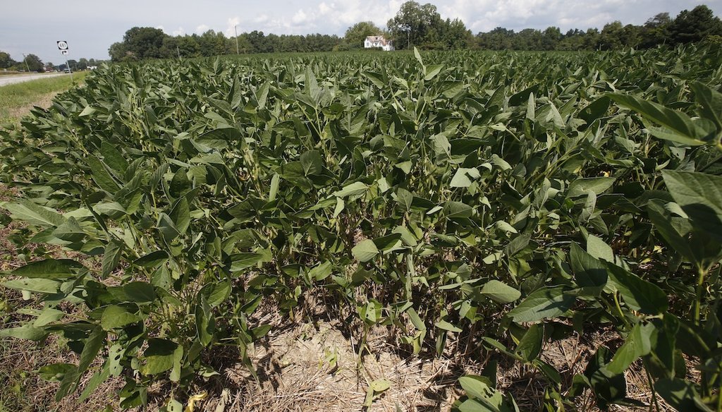 Soybean plants are pictured in fields in front of a farm house in Locust Hill, Va., Sept. 7, 2018. (AP)