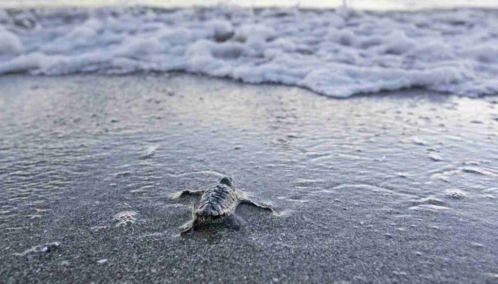 A recently hatched loggerhead turtle heads for the sea on Redington Beach. (photo by Jim Damaske, Tampa Bay Times)