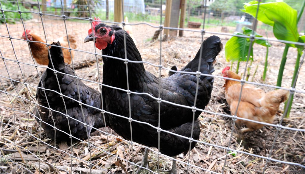 In this photo from 2010, we see chickens at the Oakhurst Community Garden in Decatur. Staff photo by Bita Honarvar.