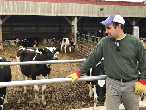 Tim Prosser who owns a dairy farm, with his father John, tends to his cows in Columbus, Wis. (AP/Cara Lombardo)